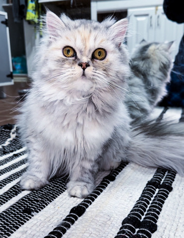 Persian (Modern) – Persian kitten