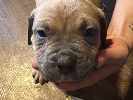 Cane Corso – puppy to sell – Garfield