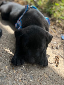 Labrador Retriever – Black Labrador