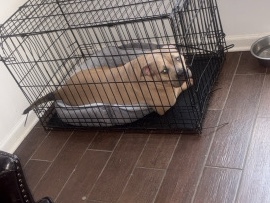American Bulldog – bull dog  princess need a home – Chicago