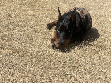 Doberman Pinscher – 5 month male Doberman – McDonough