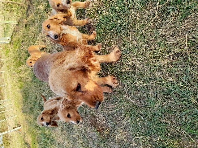 English Cocker Spaniel – pure red cockerspainels