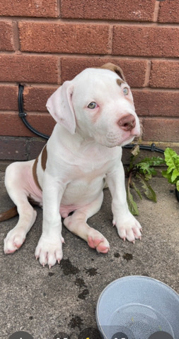 American Staffordshire Terrier – Prince