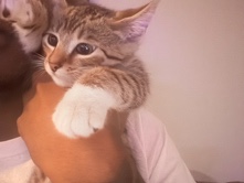 American Shorthair – looking to rehome Kitten – Birmingham