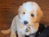 Goldendoodle - Mango available for adoption in Westminster