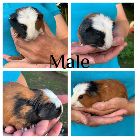 Any – male and female Guinea pig