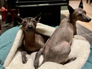 Mexican Hairless Dog – Xoloitzcuintle Pair Western WA – Eatonville