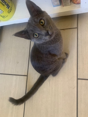 kitty needs home asap 