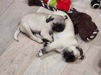 Pug – pug adoption – Santa Ana