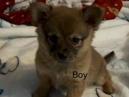 Pomeranian - Pomeranian puppies available for adoption in San Diego