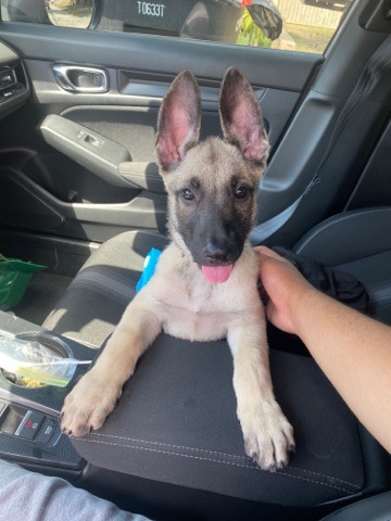 German Shepherd – German Shepard/ Belgian malinois