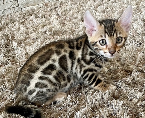 Bengal – Bengal kittens