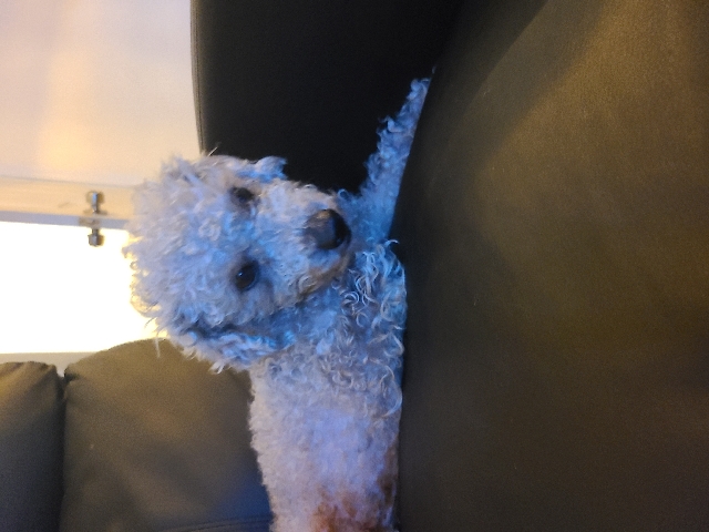 Poodle – poddle mix