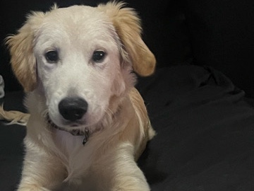 English Cream Golden Retriever 