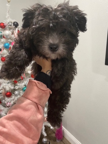 Maltese – maltipoo