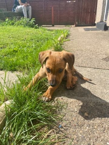 Dachshund – jack