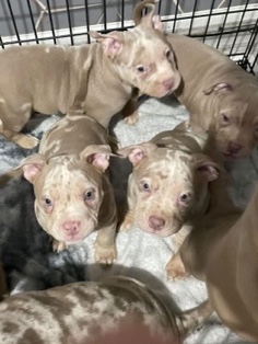 Bulldog – Pocket Bulldog