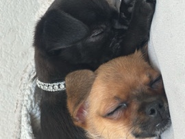 Chihuahua – Chihuahuas