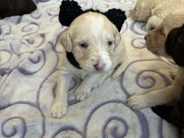 Labrador Retriever – F1 labradoodles