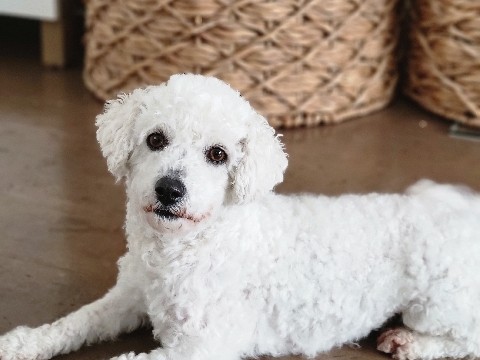 Bichon Frise – Pure Bichon Frise Female – La Broquerie