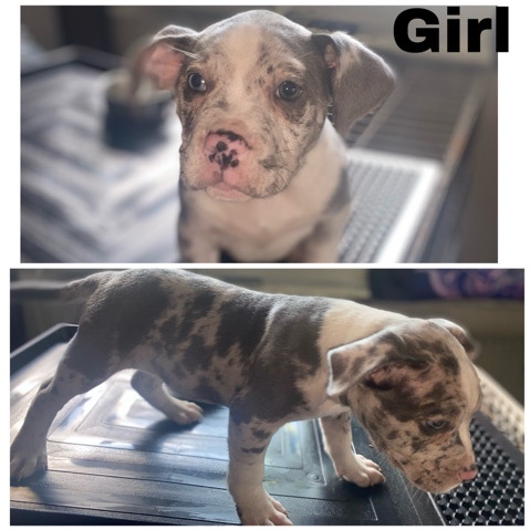 Bull and Terrier – American pocket bullies