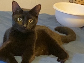 Pepper really needs a home!