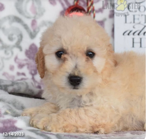 Poodle – selling toy poodle