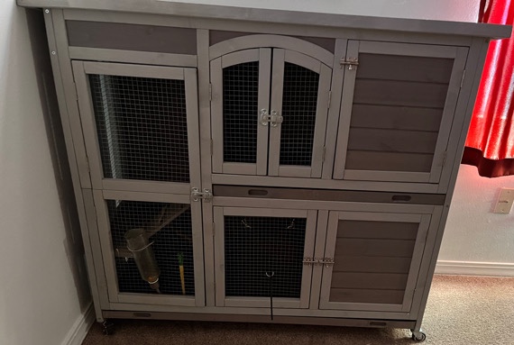 Any – Guinea Pigs