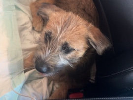 Border Terrier – Border terrier – Oakland