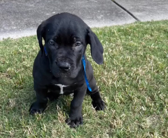 Boerboel – puppy