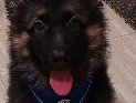 King Shepherd – Rehome loving puppy