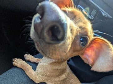 Chihuahua – diiorio – Oklahoma City