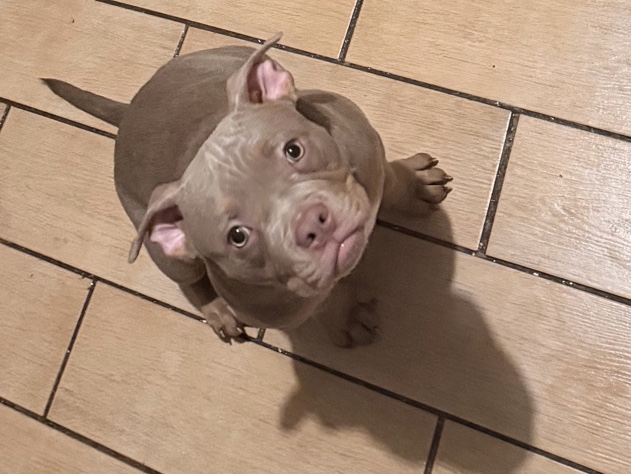 American Bulldog – American bull dogs pocket bully’s offers now being considered – Nottingham