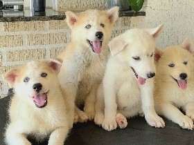 Siberian Husky – Filhotes de Husky Siberiano (Puro) – Brasília