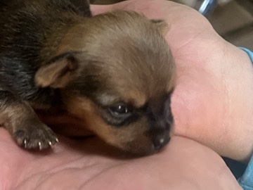 Yorkshire Terrier - looking for forever homes❤️ available for adoption in Albuquerque