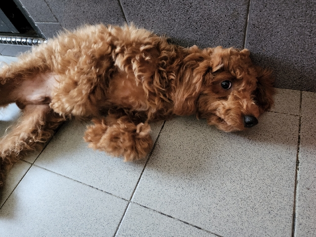 Poodle – poodle up for adoption