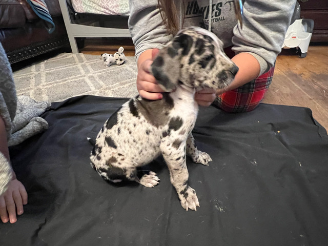 Great Dane – Daniffs for christmas