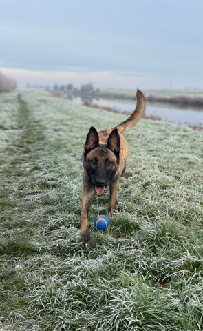 Belgian Shepherd Dog (Malinois) – free for good home.