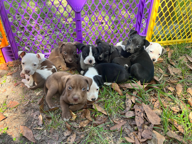 American Pit Bull Terrier – Puppies