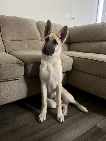 German Shepherd – German Shep/Belgian Malinois