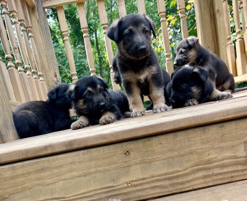 German Shepherd – German Shepherd