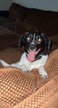 Male Dog