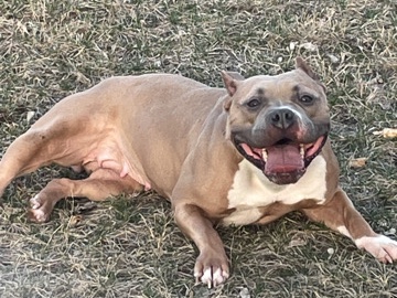 American Bulldog – 100% blue fawn american bully full bread – Flint