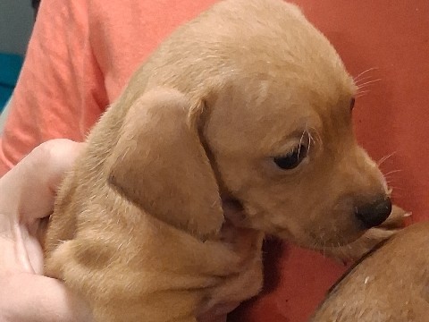 Dachshund – 6 weeks 🐶 puppygirl rehome – Bronx County