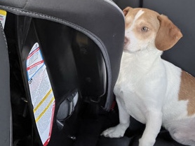 Jack Russell Terrier – Found dog – San Antonio