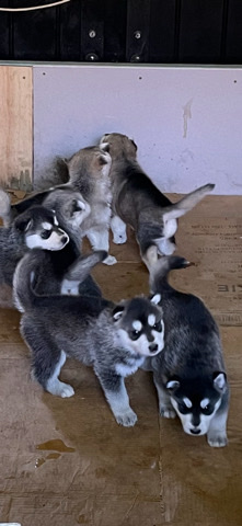 Siberian Husky – Siberian husky x shepherd puppies