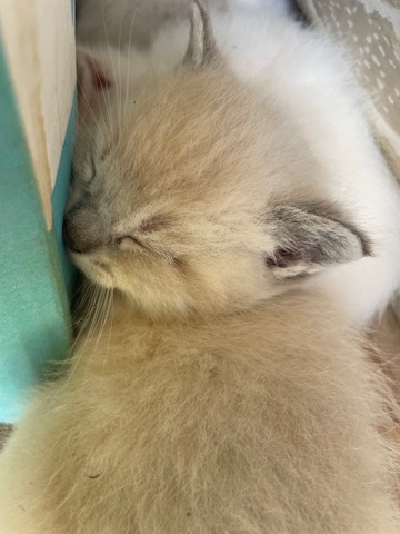 kitten