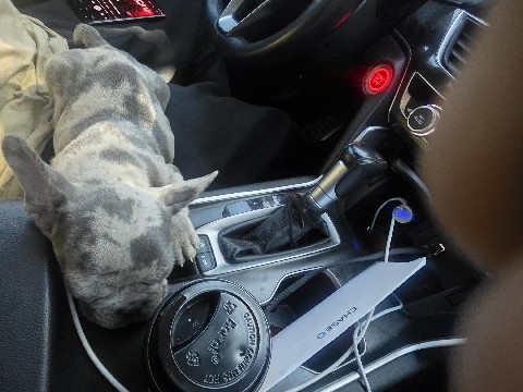 French Bulldog – Merle frenchie – Bellflower