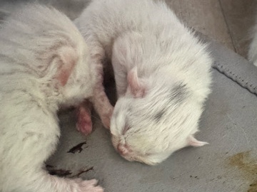 Persian (Traditional) - 2 Little white Persian kittens  available for adoption in Miami