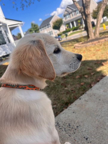 Golden Retriever – English cream golden Retriever